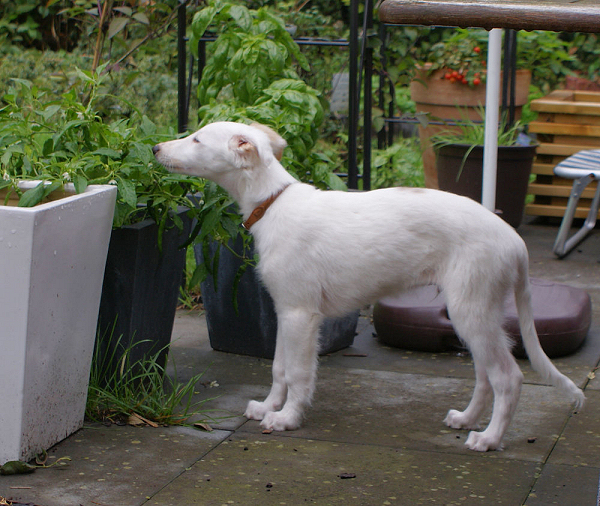 Silken Windhound Welpe / Puppy