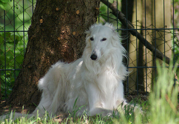 Silken Windhound Bayaan