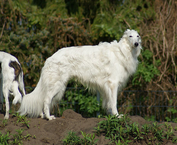 Bayaan Silken Windhound