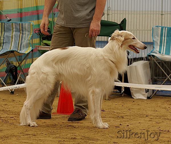 Silken Windhound Bayaan