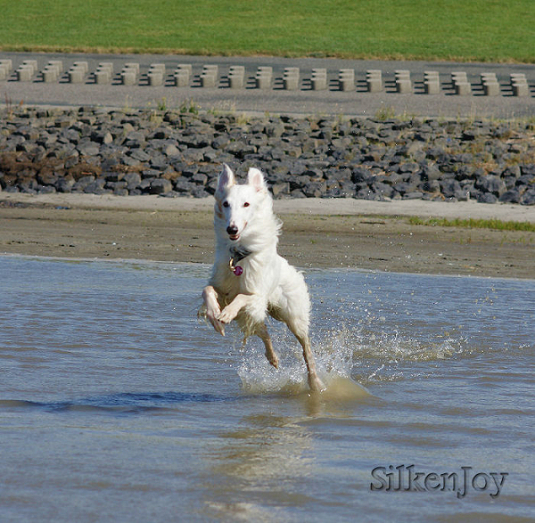 Bayaan Silken Windhound