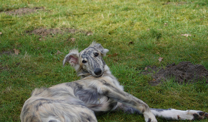 Silken Windhound male Prince Caspian of SilkenJoy