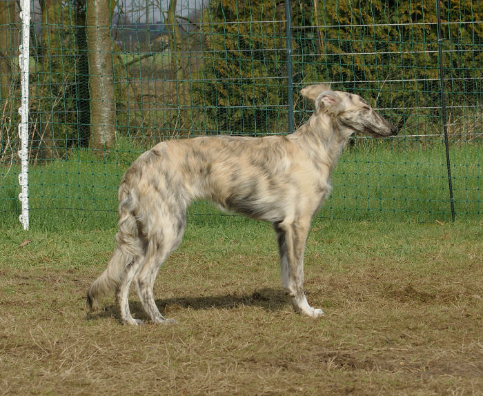 Silken Windhound Rüde