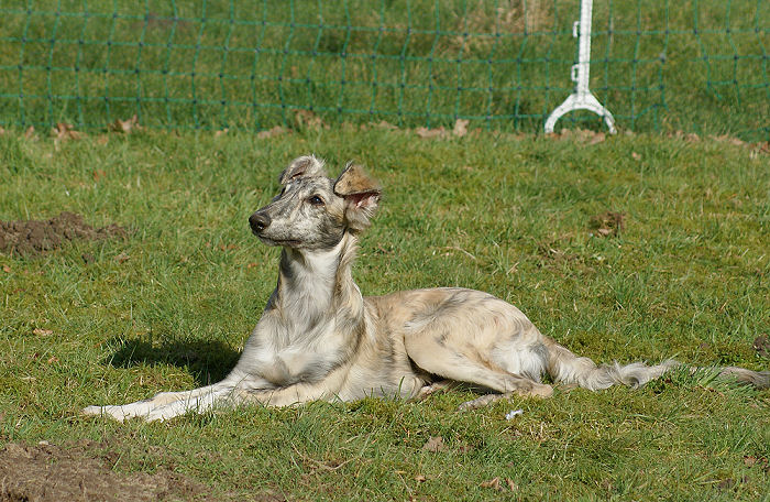 Silken Windhound Prince Caspian of SilkenJoy