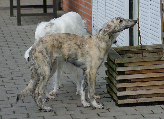 Silken Windhound Caspian of SilkenJoy