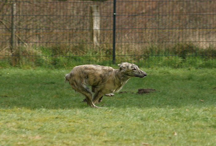 Silken Windhound racing