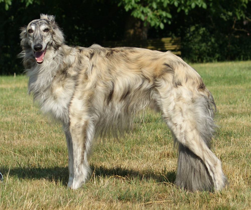 Prince Caspian of SilkenJoy, Silken Windhound