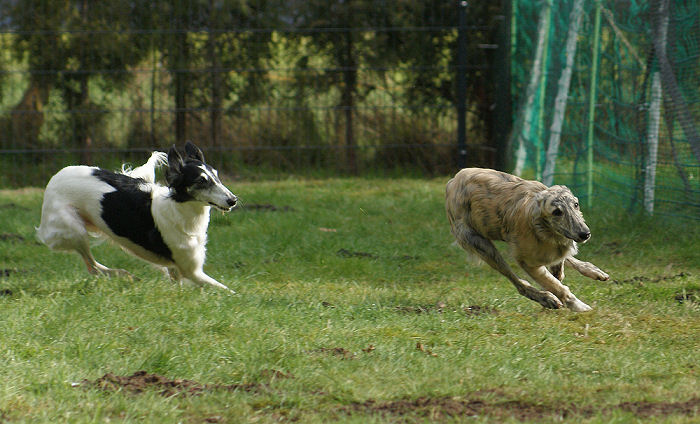 Silken Windhound Caspian racing