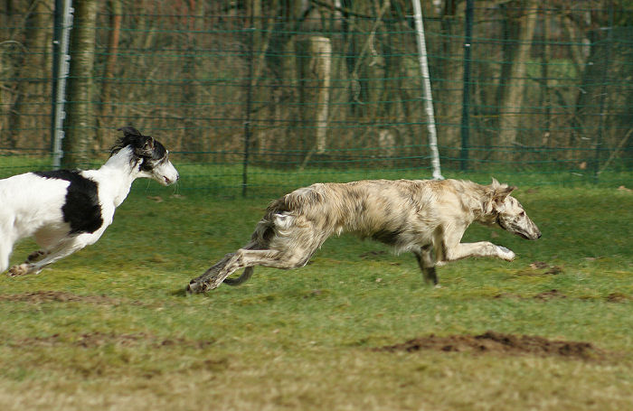 Silken Windhound Prince Caspian of SilkenJoy