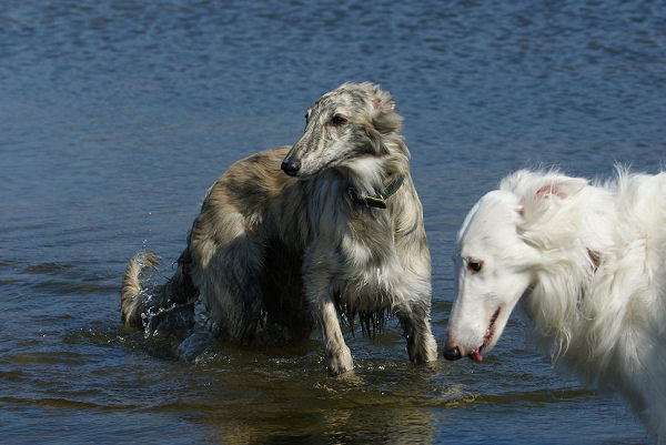 Prince Caspian of SilkenJoy im Wasser