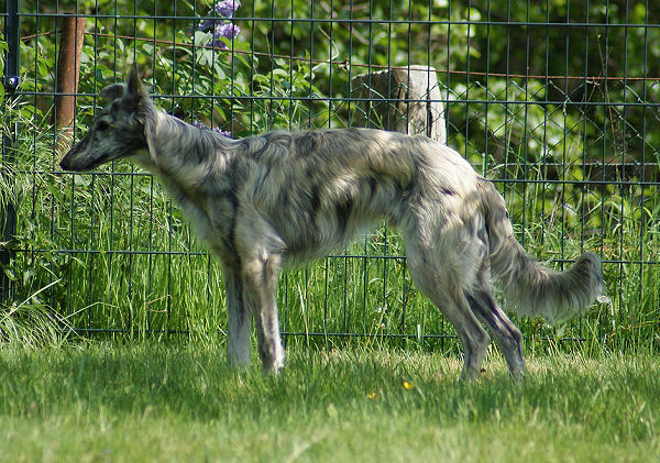 Caspian exploring the yard