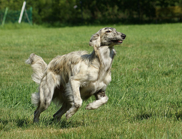 Caspian of SilkenJoy, tollt herum