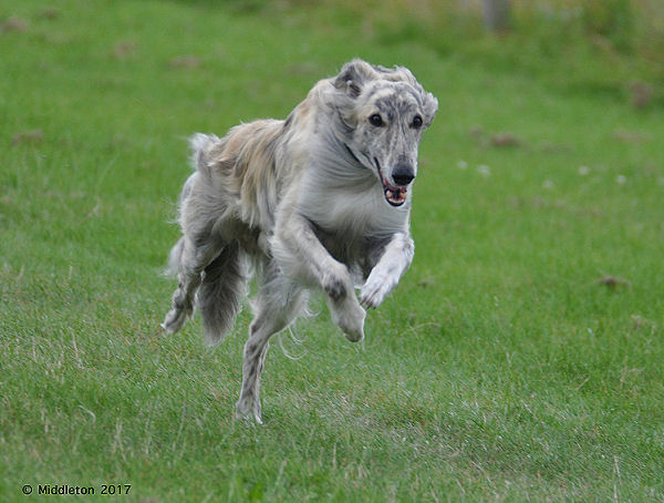 fastest Silken Windhound, Novice 2017