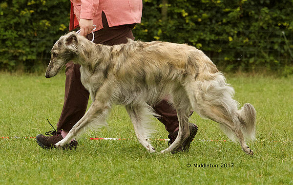 Silken Windhound movement