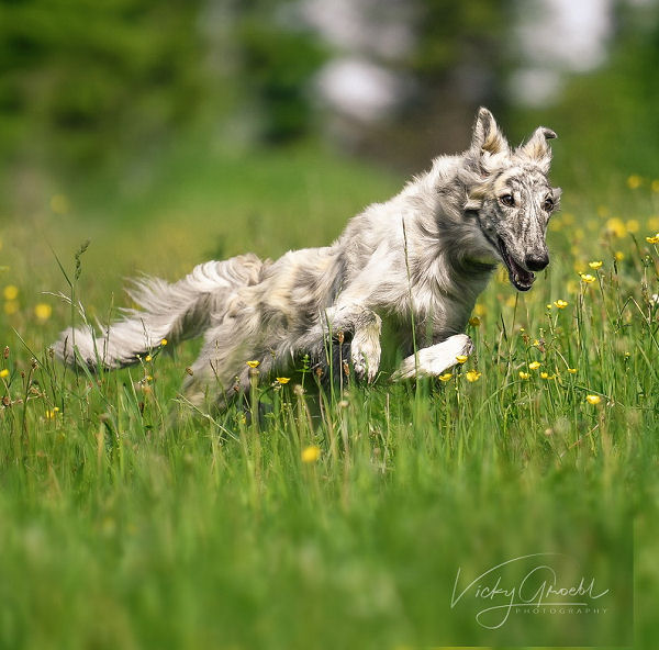 Silken Windhound Prince Caspian