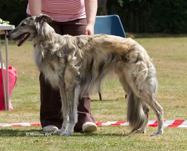 Silken Windhound, Prince Caspian of SilkenJoy