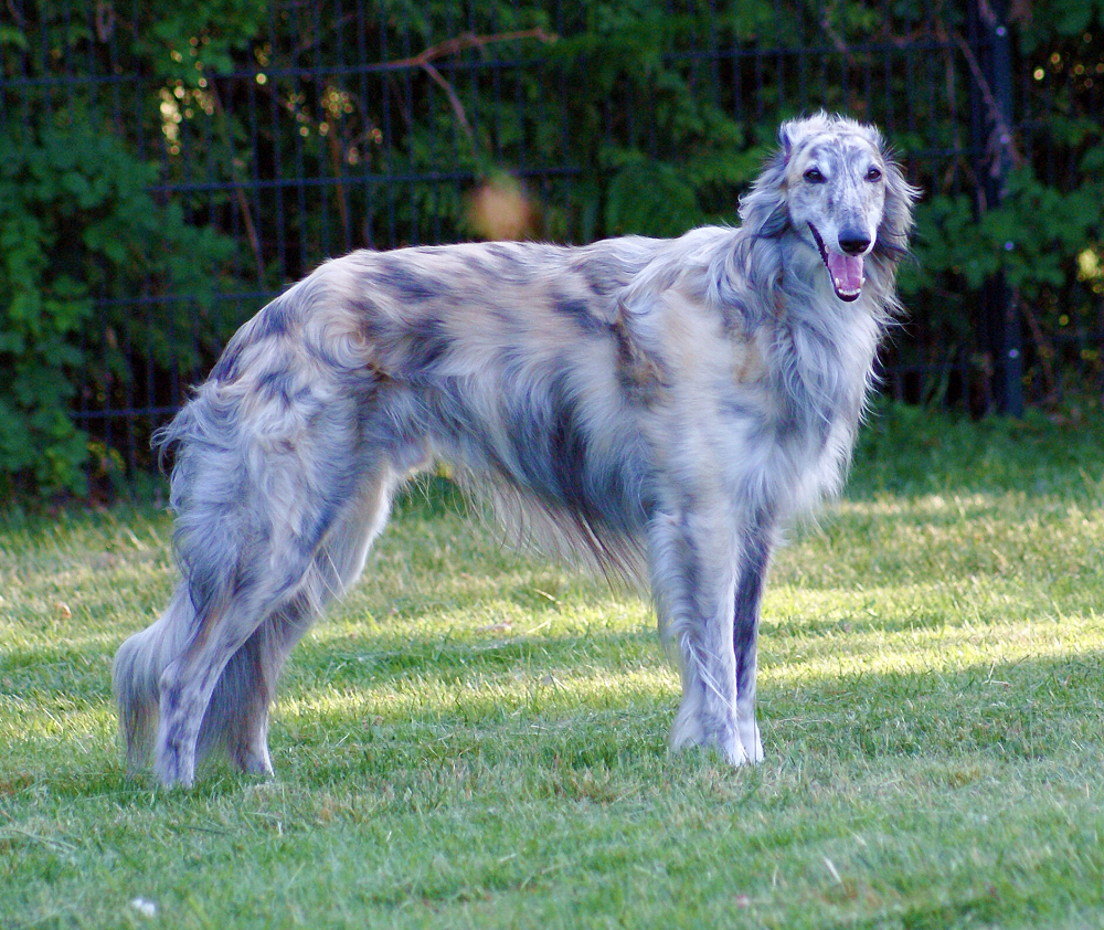 Silken Windhound Caspian