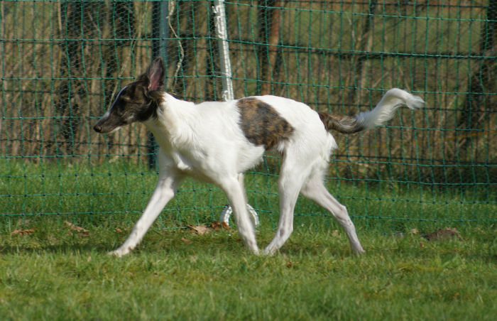 Silken Windhound Hündin, Fay of SilkenJoy  