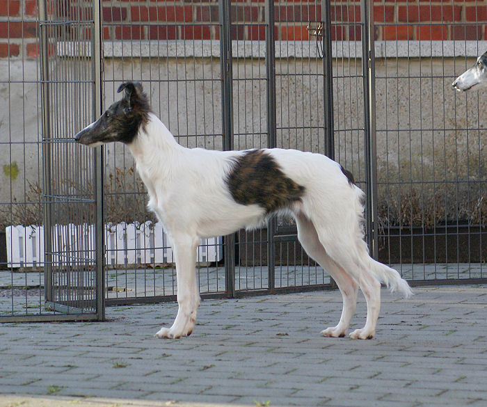 Silken Windhound Fay of SilkenJoy