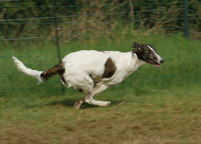 Silken Windhound Welpe