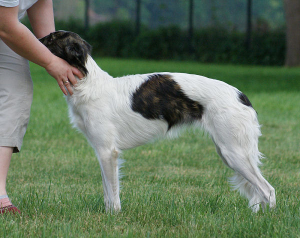 Fay of SilkenJoy, Silken Windhound