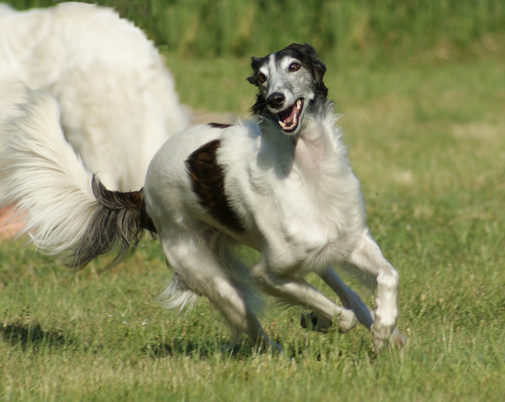 Fay Silken Windhound