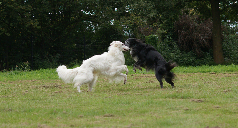 Silken Windhounds raufen im Garten