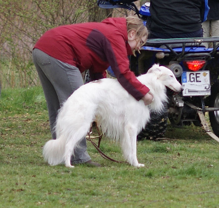 Erstes Coursing, Tanner´s Bayaan