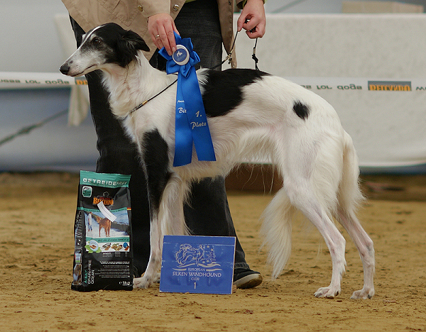 Silken Windhound Kristull Halona Silken Joy in Bremen ESWC Show