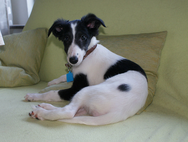 Silken Windhound Puppy Halona