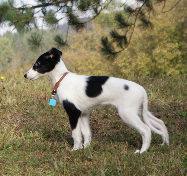 Silken Windhound Puppy Kristull Halona SilkenJoy