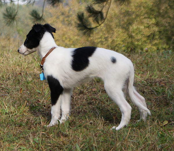 Silken Windhound Welpe Kristull Halona SilkenJoy