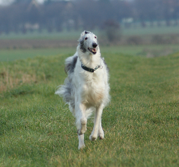 Borzoi Ismene