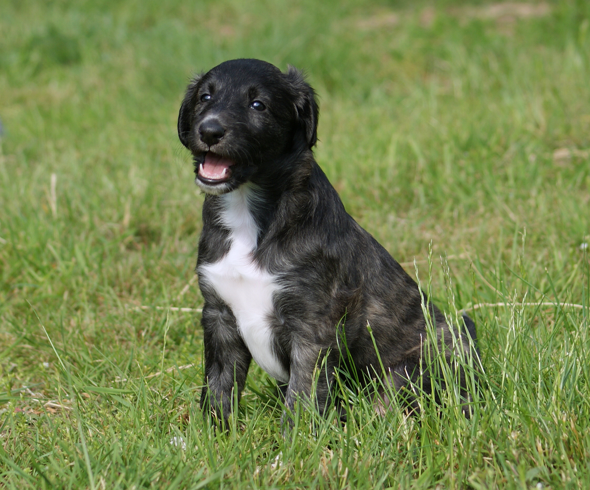 Silken Windhound puppy