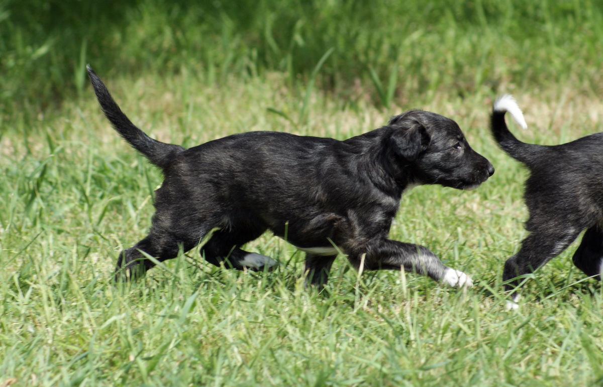 Fantasia, Silken Windhound