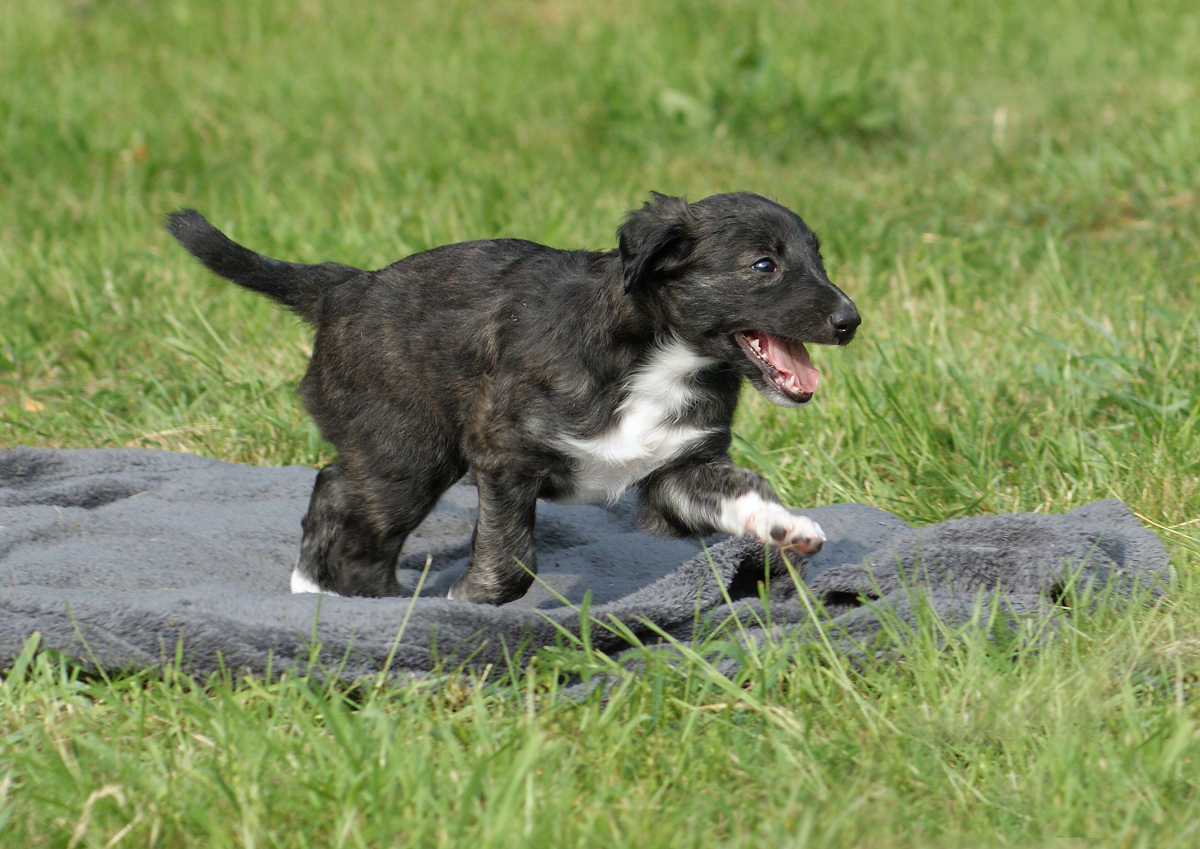 Moony, Silken Windhound