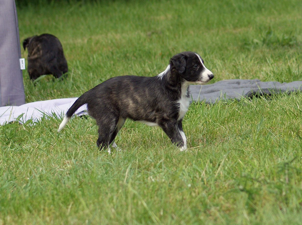 Puppy Silken Windhound