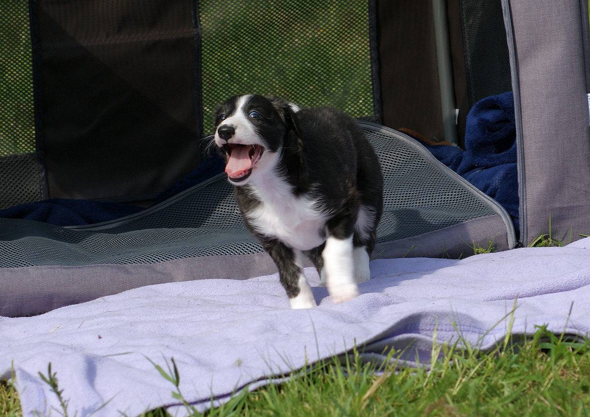 Silken Windhound Welpe