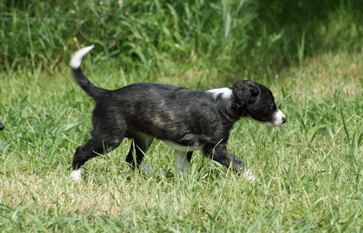 Silken Windhound Fantasia, Welpe