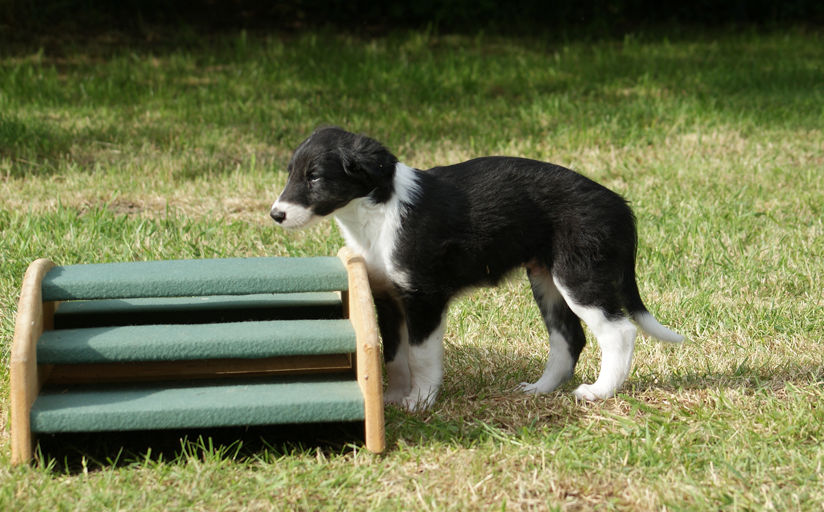 Falkor of SilkenJoy puppy