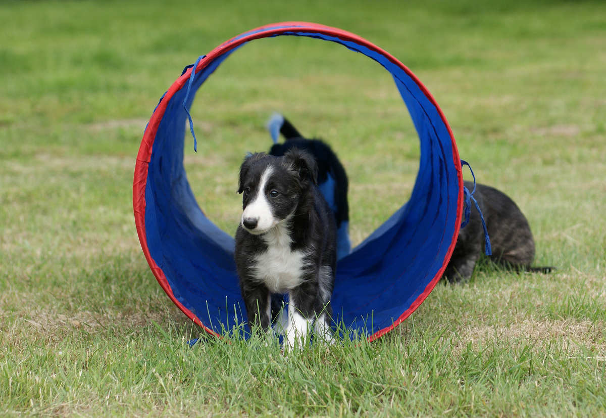 Silken Windhound agility training