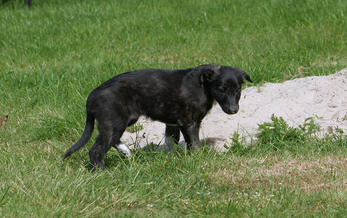 Moonchild Silkenwindhound welpe