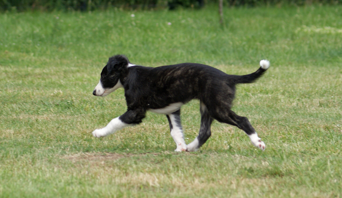 Silken puppy