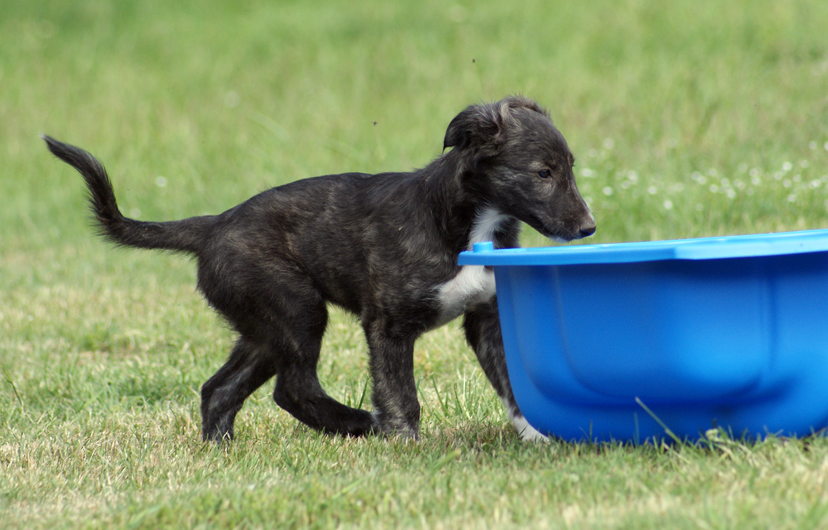 Silken Windhound Welpe