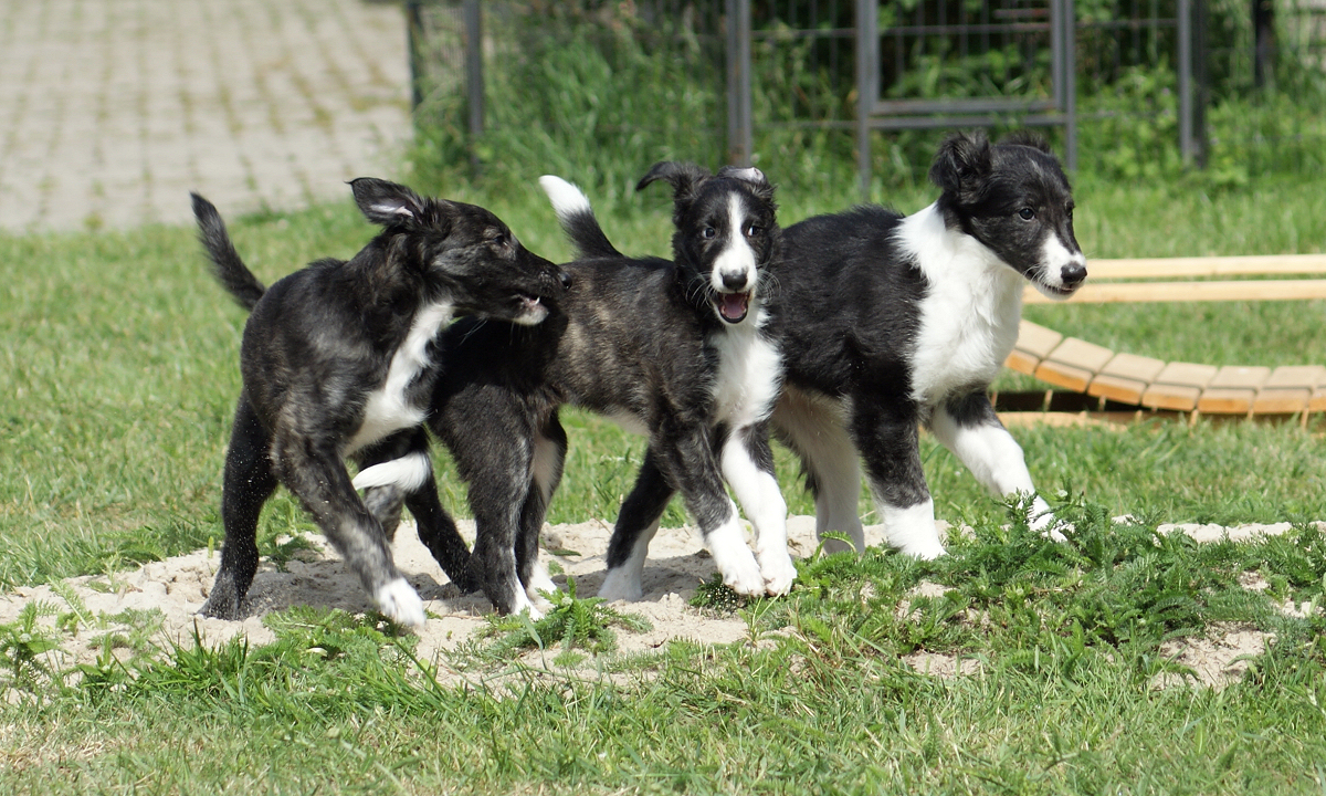 Silken Windhound Welpen