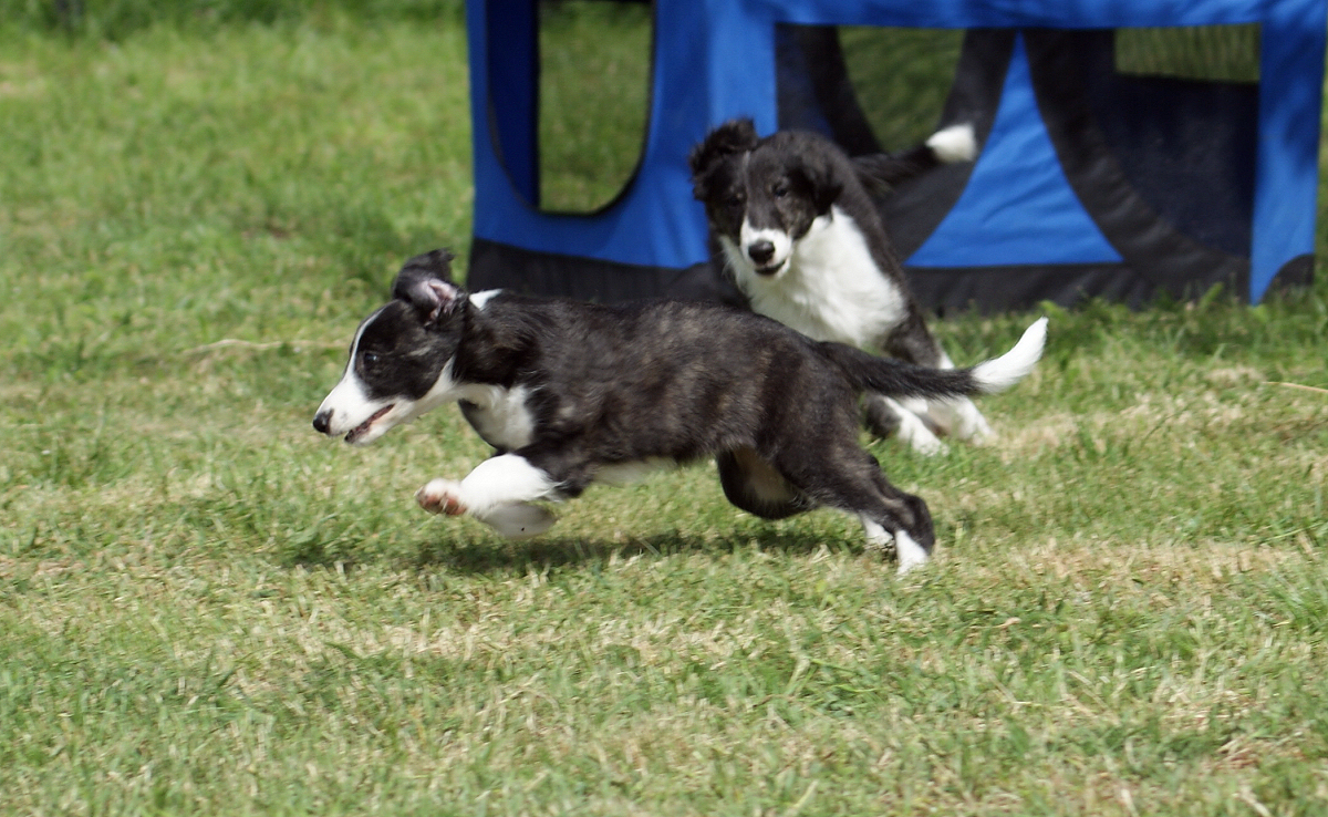 Silken Windhound racer