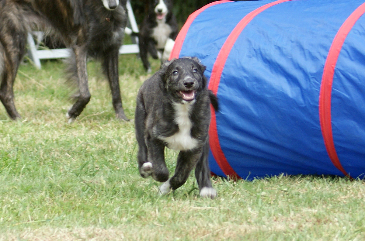 Racing puppy