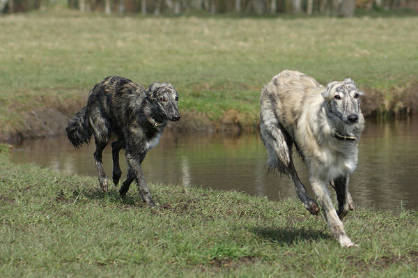 Silken Windhound Welpen, SilkenJoy