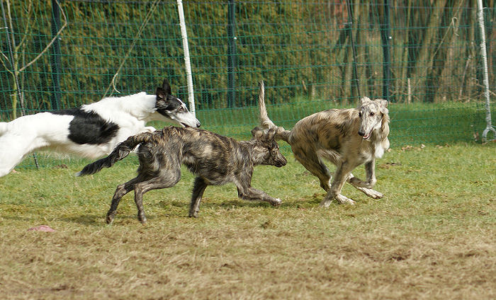 Silken Windhound Welpen spielen