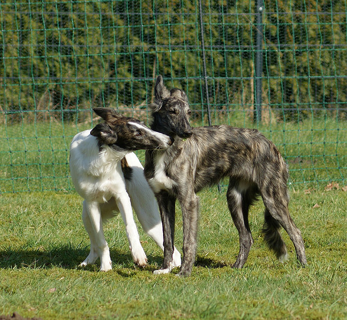 Silken Windhounds Morgaine und Fay